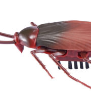 ZURU Robo Alive šváb zvířátko na baterie realistický vzhled plast