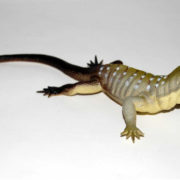 Zvířata ještěrky 32cm plastové figurky zvířátka pískací 6 druhů