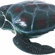 Želva vodní plastová 21 cm 2 druhy
