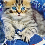 DINO Puzzle XL 300 dílků Kotě v modré botě foto 33x47cm skládačka v krabici